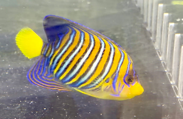 wholesale_coral - saltwater_fish saltwater_coral - rare corals - coralsdepot - Corals_Depot - live_corals - eye - catching - coral quality_marine_fish - quality - marine discoun