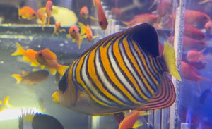 wholesale_coral - saltwater_fish saltwater_coral - rare corals - coralsdepot - Corals_Depot - live_corals - eye - catching - coral quality_marine_fish - quality - marine discoun