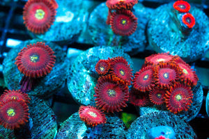 wholesale_coral - saltwater_fish saltwater_coral - rare corals - coralsdepot - Corals_Depot - live_corals - eye - catching - coral quality_marine_fish - quality - marine discoun