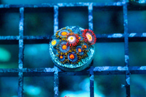 wholesale_coral - saltwater_fish saltwater_coral - rare corals - coralsdepot - Corals_Depot - live_corals - eye - catching - coral quality_marine_fish - quality - marine discoun