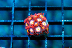 wholesale_coral - saltwater_fish saltwater_coral - rare corals - coralsdepot - Corals_Depot - live_corals - eye - catching - coral quality_marine_fish - quality - marine discoun
