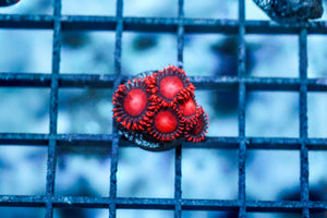 wholesale_coral - saltwater_fish saltwater_coral - rare corals - coralsdepot - Corals_Depot - live_corals - eye - catching - coral quality_marine_fish - quality - marine discoun