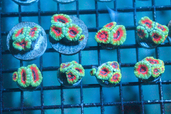 wholesale_coral - saltwater_fish saltwater_coral - rare corals - coralsdepot - Corals_Depot - live_corals - eye - catching - coral quality_marine_fish - quality - marine discoun
