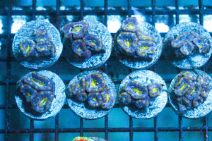 wholesale_coral - saltwater_fish saltwater_coral - rare corals - coralsdepot - Corals_Depot - live_corals - eye - catching - coral quality_marine_fish - quality - marine discoun