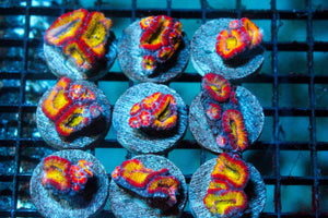 wholesale_coral - saltwater_fish saltwater_coral - rare corals - coralsdepot - Corals_Depot - live_corals - eye - catching - coral quality_marine_fish - quality - marine discoun