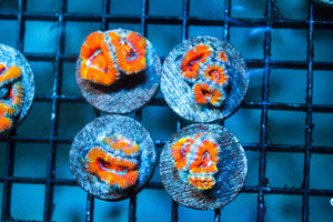 wholesale_coral - saltwater_fish saltwater_coral - rare corals - coralsdepot - Corals_Depot - live_corals - eye - catching - coral quality_marine_fish - quality - marine discoun