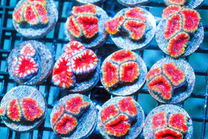 wholesale_coral - saltwater_fish saltwater_coral - rare corals - coralsdepot - Corals_Depot - live_corals - eye - catching - coral quality_marine_fish - quality - marine discoun