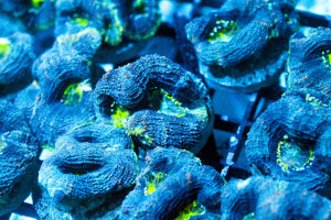 wholesale_coral - saltwater_fish saltwater_coral - rare corals - coralsdepot - Corals_Depot - live_corals - eye - catching - coral quality_marine_fish - quality - marine discoun