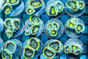 wholesale_coral - saltwater_fish saltwater_coral - rare corals - coralsdepot - Corals_Depot - live_corals - eye - catching - coral quality_marine_fish - quality - marine discoun