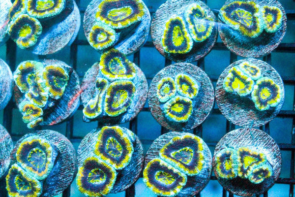 wholesale_coral - saltwater_fish saltwater_coral - rare corals - coralsdepot - Corals_Depot - live_corals - eye - catching - coral quality_marine_fish - quality - marine discoun