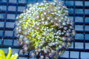 wholesale_coral - saltwater_fish saltwater_coral - rare corals - coralsdepot - Corals_Depot - live_corals - eye - catching - coral quality_marine_fish - quality - marine discoun
