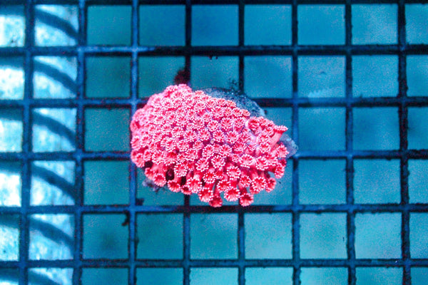 wholesale_coral - saltwater_fish saltwater_coral - rare corals - coralsdepot - Corals_Depot - live_corals - eye - catching - coral quality_marine_fish - quality - marine discoun