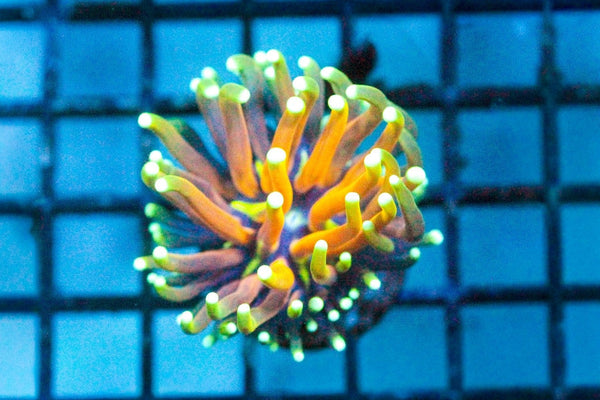 wholesale_coral - saltwater_fish saltwater_coral - rare corals - coralsdepot - Corals_Depot - live_corals - eye - catching - coral quality_marine_fish - quality - marine discoun