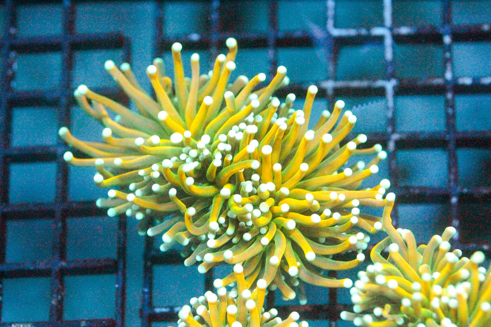 wholesale_coral - saltwater_fish saltwater_coral - rare corals - coralsdepot - Corals_Depot - live_corals - eye - catching - coral quality_marine_fish - quality - marine discoun