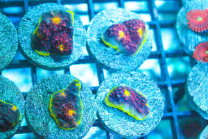 wholesale_coral - saltwater_fish saltwater_coral - rare corals - coralsdepot - Corals_Depot - live_corals - eye - catching - coral quality_marine_fish - quality - marine discoun