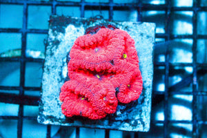 wholesale_coral - saltwater_fish saltwater_coral - rare corals - coralsdepot - Corals_Depot - live_corals - eye - catching - coral quality_marine_fish - quality - marine discoun