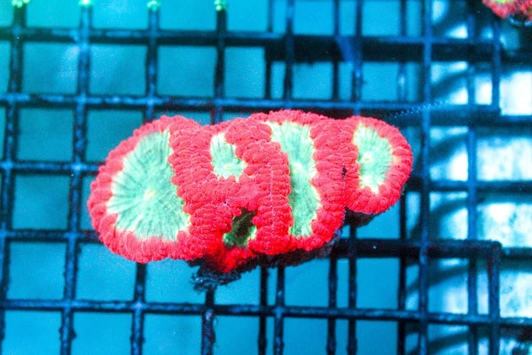 wholesale_coral - saltwater_fish saltwater_coral - rare corals - coralsdepot - Corals_Depot - live_corals - eye - catching - coral quality_marine_fish - quality - marine discoun