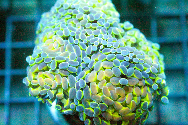 wholesale_coral - saltwater_fish saltwater_coral - rare corals - coralsdepot - Corals_Depot - live_corals - eye - catching - coral quality_marine_fish - quality - marine discoun
