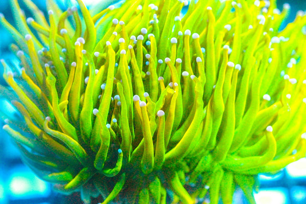 wholesale_coral - saltwater_fish saltwater_coral - rare corals - coralsdepot - Corals_Depot - live_corals - eye - catching - coral quality_marine_fish - quality - marine discoun