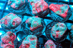 wholesale_coral - saltwater_fish saltwater_coral - rare corals - coralsdepot - Corals_Depot - live_corals - eye - catching - coral quality_marine_fish - quality - marine discoun