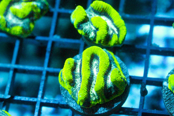 wholesale_coral - saltwater_fish saltwater_coral - rare corals - coralsdepot - Corals_Depot - live_corals - eye - catching - coral quality_marine_fish - quality - marine discoun