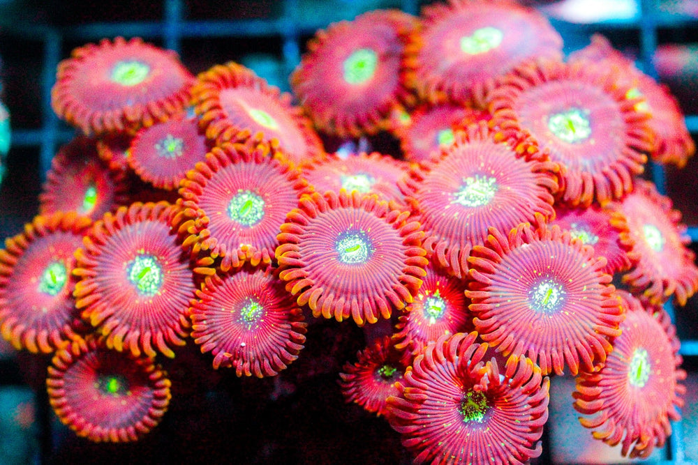 wholesale_coral - saltwater_fish saltwater_coral - rare corals - coralsdepot - Corals_Depot - live_corals - eye - catching - coral quality_marine_fish - quality - marine discoun