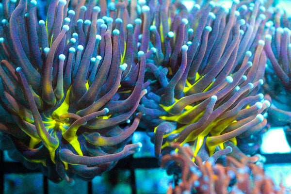 wholesale_coral - saltwater_fish saltwater_coral - rare corals - coralsdepot - Corals_Depot - live_corals - eye - catching - coral quality_marine_fish - quality - marine discoun