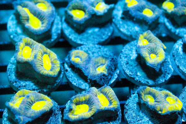 wholesale_coral - saltwater_fish saltwater_coral - rare corals - coralsdepot - Corals_Depot - live_corals - eye - catching - coral quality_marine_fish - quality - marine discoun