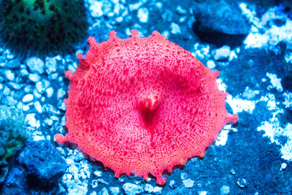 wholesale_coral - saltwater_fish saltwater_coral - rare corals - coralsdepot - Corals_Depot - live_corals - eye - catching - coral quality_marine_fish - quality - marine discoun