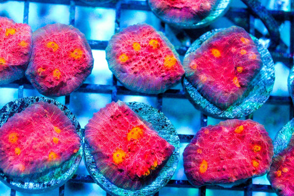 wholesale_coral - saltwater_fish saltwater_coral - rare corals - coralsdepot - Corals_Depot - live_corals - eye - catching - coral quality_marine_fish - quality - marine discoun