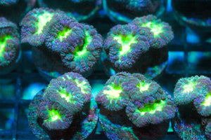 wholesale_coral - saltwater_fish saltwater_coral - rare corals - coralsdepot - Corals_Depot - live_corals - eye - catching - coral quality_marine_fish - quality - marine discoun