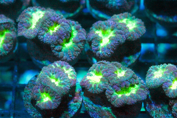 wholesale_coral - saltwater_fish saltwater_coral - rare corals - coralsdepot - Corals_Depot - live_corals - eye - catching - coral quality_marine_fish - quality - marine discoun