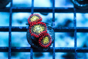 wholesale_coral - saltwater_fish saltwater_coral - rare corals - coralsdepot - Corals_Depot - live_corals - eye - catching - coral quality_marine_fish - quality - marine discoun