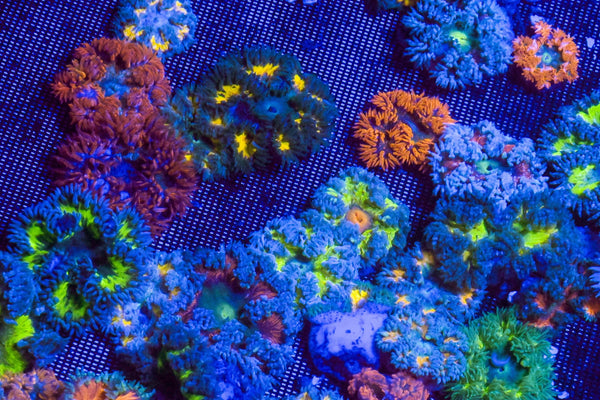 wholesale_coral - saltwater_fish saltwater_coral - rare corals - coralsdepot - Corals_Depot - live_corals - eye - catching - coral quality_marine_fish - quality - marine discoun
