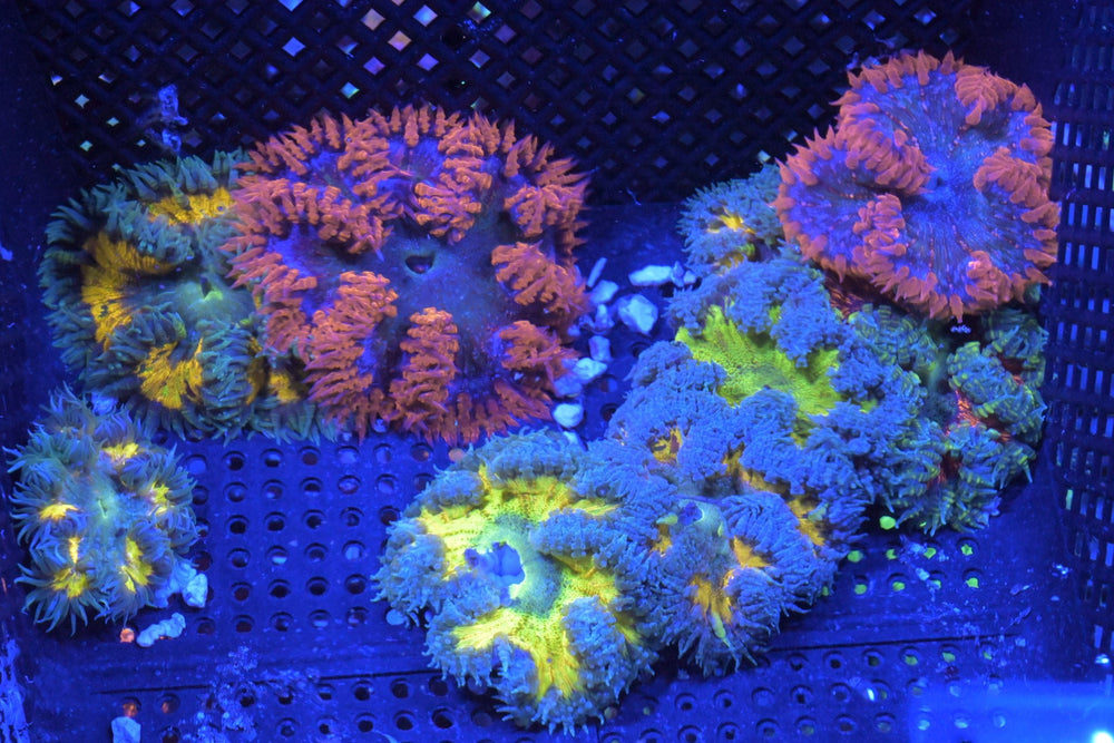 wholesale_coral - saltwater_fish saltwater_coral - rare corals - coralsdepot - Corals_Depot - live_corals - eye - catching - coral quality_marine_fish - quality - marine discoun