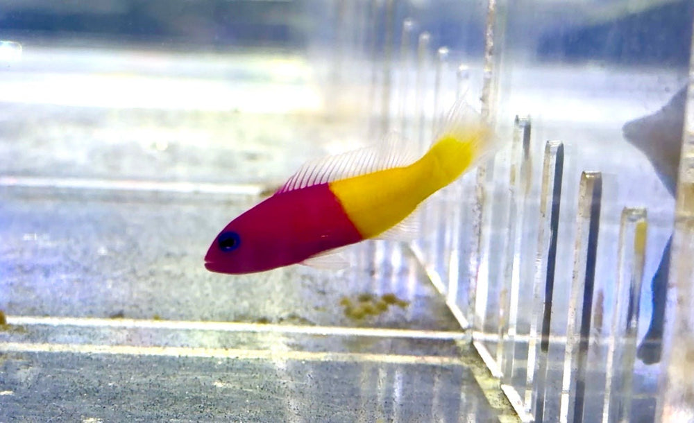 wholesale_coral - saltwater_fish saltwater_coral - rare corals - coralsdepot - Corals_Depot - live_corals - eye - catching - coral quality_marine_fish - quality - marine discoun