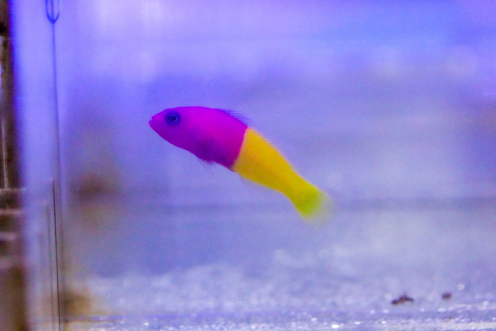 wholesale_coral - saltwater_fish saltwater_coral - rare corals - coralsdepot - Corals_Depot - live_corals - eye - catching - coral quality_marine_fish - quality - marine discoun