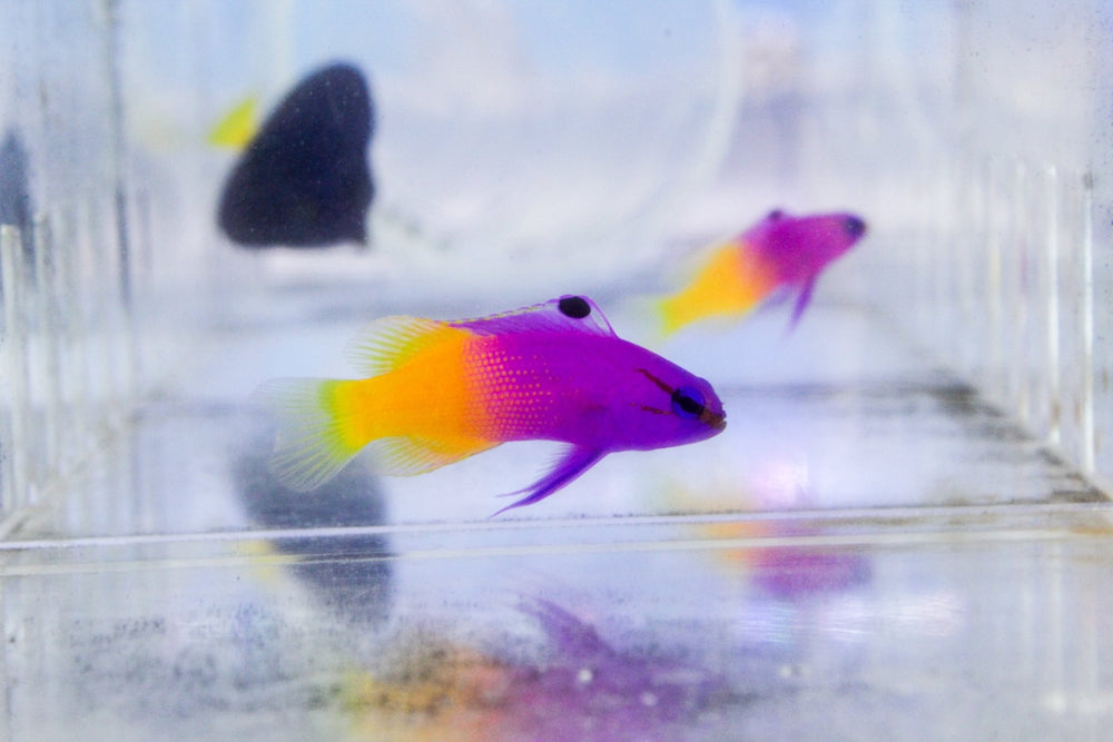 wholesale_coral - saltwater_fish saltwater_coral - rare corals - coralsdepot - Corals_Depot - live_corals - eye - catching - coral quality_marine_fish - quality - marine discoun