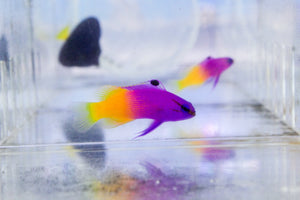 wholesale_coral - saltwater_fish saltwater_coral - rare corals - coralsdepot - Corals_Depot - live_corals - eye - catching - coral quality_marine_fish - quality - marine discoun