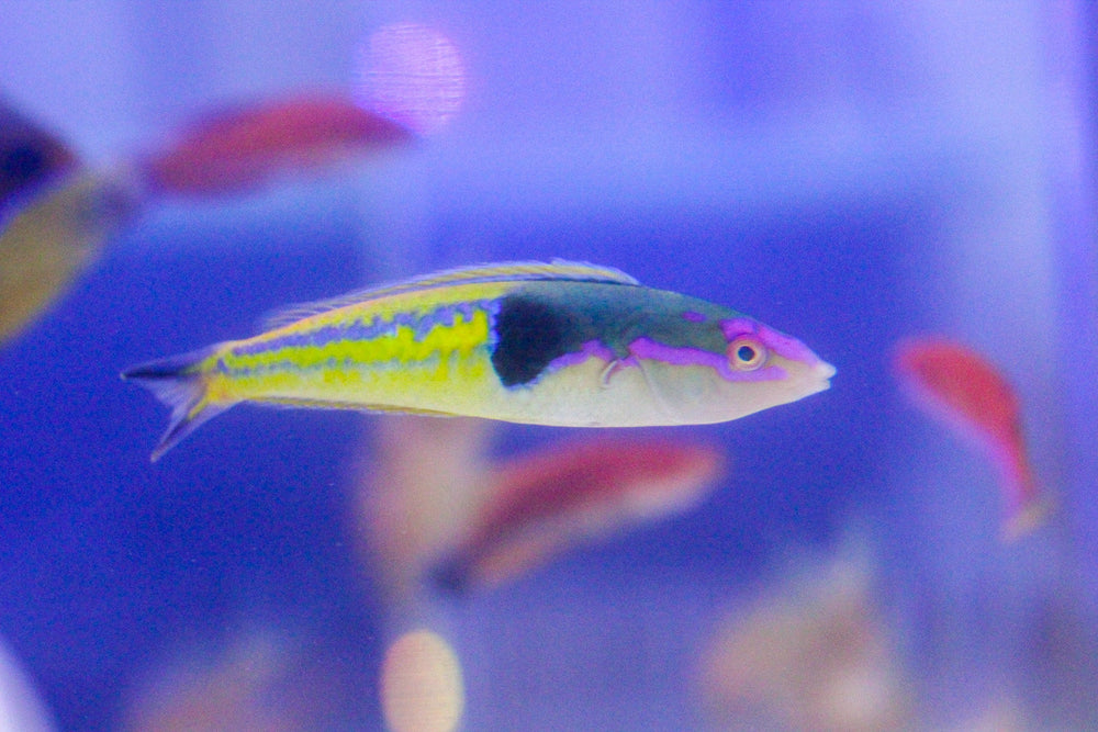 wholesale_coral - saltwater_fish saltwater_coral - rare corals - coralsdepot - Corals_Depot - live_corals - eye - catching - coral quality_marine_fish - quality - marine discoun