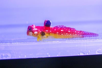 wholesale_coral - saltwater_fish saltwater_coral - rare corals - coralsdepot - Corals_Depot - live_corals - eye - catching - coral quality_marine_fish - quality - marine discoun