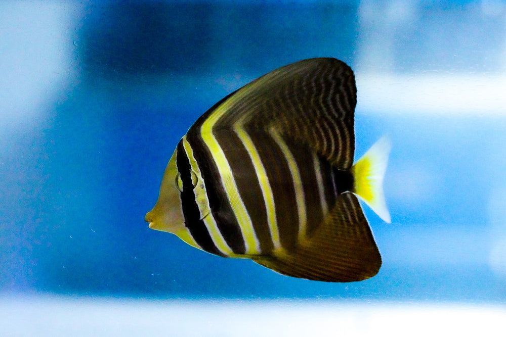 wholesale_coral - saltwater_fish saltwater_coral - rare corals - coralsdepot - Corals_Depot - live_corals - eye - catching - coral quality_marine_fish - quality - marine discoun