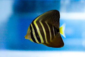 wholesale_coral - saltwater_fish saltwater_coral - rare corals - coralsdepot - Corals_Depot - live_corals - eye - catching - coral quality_marine_fish - quality - marine discoun