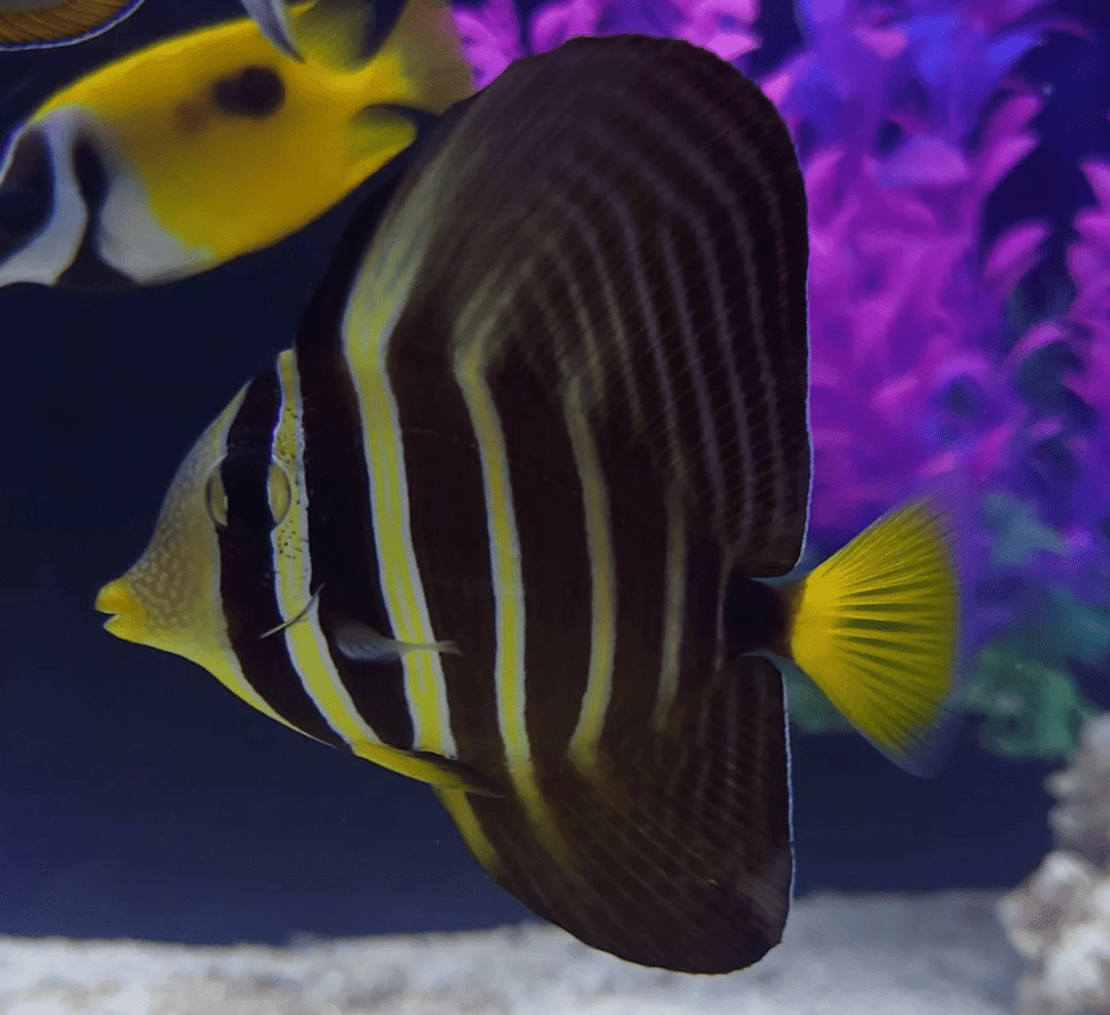 wholesale_coral - saltwater_fish saltwater_coral - rare corals - coralsdepot - Corals_Depot - live_corals - eye - catching - coral quality_marine_fish - quality - marine discoun