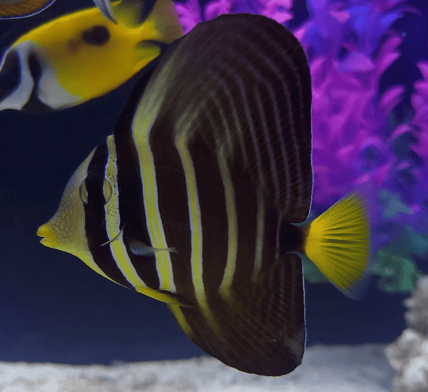 wholesale_coral - saltwater_fish saltwater_coral - rare corals - coralsdepot - Corals_Depot - live_corals - eye - catching - coral quality_marine_fish - quality - marine discoun