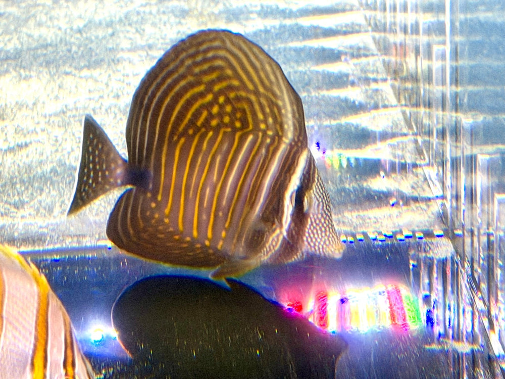 wholesale_coral - saltwater_fish saltwater_coral - rare corals - coralsdepot - Corals_Depot - live_corals - eye - catching - coral quality_marine_fish - quality - marine discoun