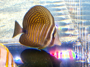 wholesale_coral - saltwater_fish saltwater_coral - rare corals - coralsdepot - Corals_Depot - live_corals - eye - catching - coral quality_marine_fish - quality - marine discoun