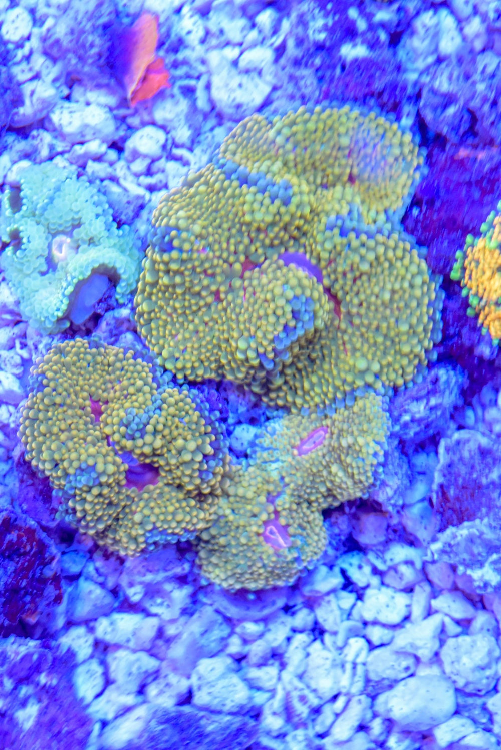 wholesale_coral - saltwater_fish saltwater_coral - rare corals - coralsdepot - Corals_Depot - live_corals - eye - catching - coral quality_marine_fish - quality - marine discoun