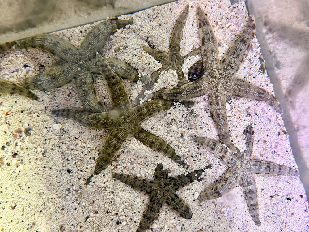 wholesale_coral - saltwater_fish saltwater_coral - rare corals - coralsdepot - Corals_Depot - live_corals - eye - catching - coral quality_marine_fish - quality - marine discoun