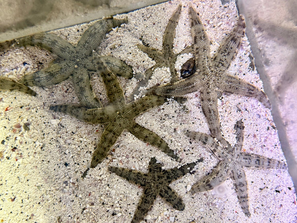 wholesale_coral - saltwater_fish saltwater_coral - rare corals - coralsdepot - Corals_Depot - live_corals - eye - catching - coral quality_marine_fish - quality - marine discoun